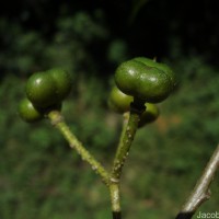 Grewia bracteata Roth